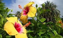 �t�����[�p�[�N��������